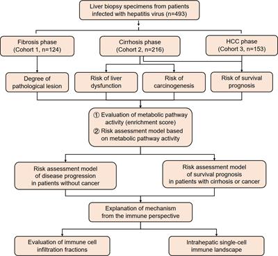 Development and investigation of metabolism-associated risk assessment models for patients with viral hepatitis